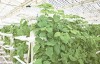 三沙市永乐群岛种植基地首批蔬菜喜获丰收