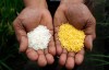 美国FDA批准转基因黄金大米，有望拯救数百万贫困儿童