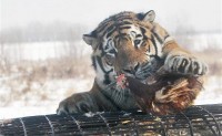 印度新法禁售牛肉，动物园老虎只能吃鸡