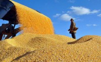 中国实施粮食安全新战略 调低产量目标