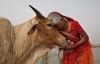 印度成为最大牛肉出口国
