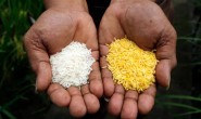 美国FDA批准转基因黄金大米，有望拯救数百万贫困儿童